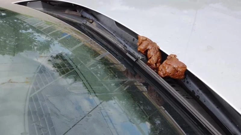 shit and piss in public on a car with Versauteschnukkis (2021/FullHD)