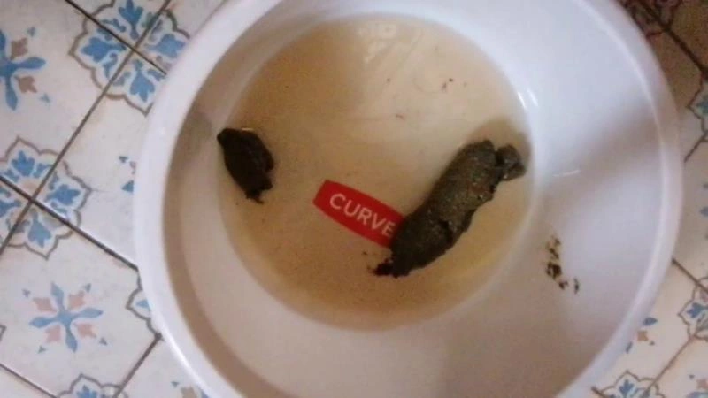 Bitchs Meal Shit P1 (2025/HD)