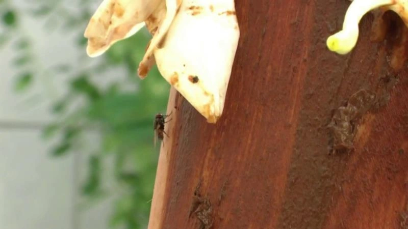 Scat Flower Play P1 MINA - (2025/FullHD)